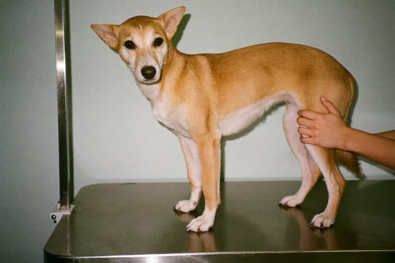 A dog standing calmly on a grooming table, steadied by hand