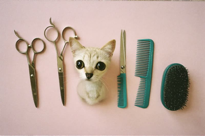 Grooming scissors, combs, brushes and clippers laid out ready