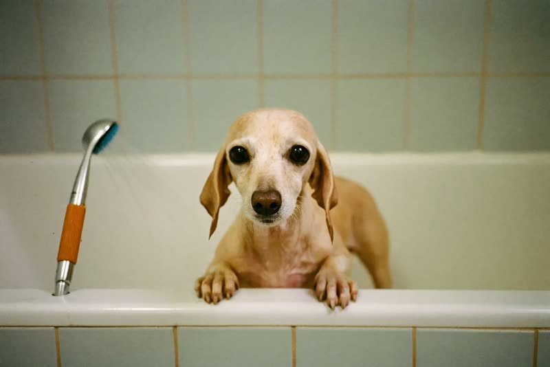 A small dog standing in the grooming bath ready for a wash