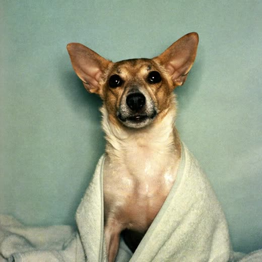 A freshly bathed terrier wrapped in a towel after a wash and blow-dry