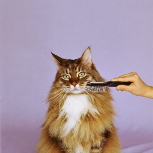 A long-haired cat being gently brushed and de-shedded