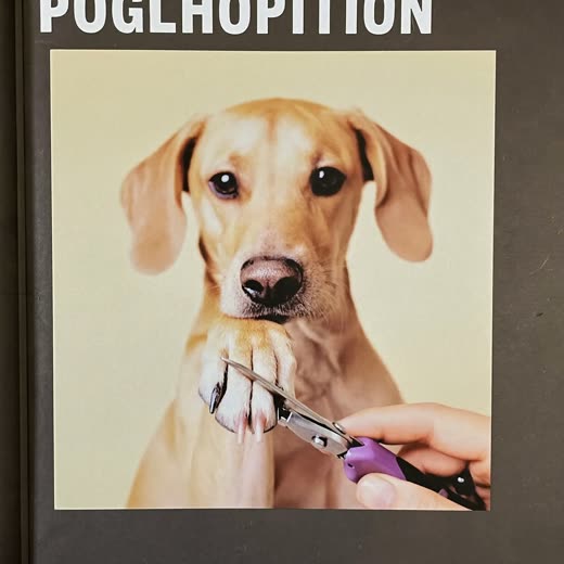 A dog's paw held for a nail trim