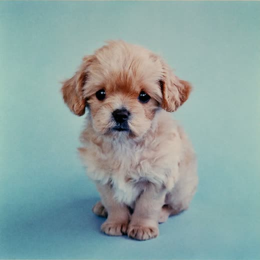 A small puppy sitting calmly for its first gentle groom